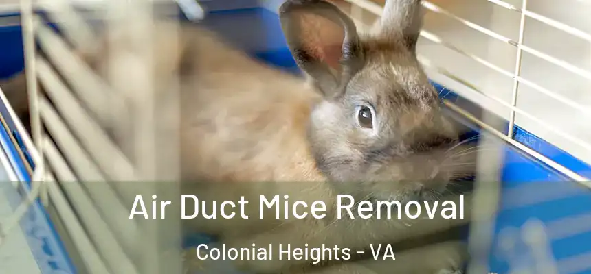  Air Duct Mice Removal Colonial Heights - VA